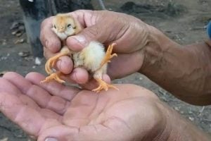 Incre Ble Pero Cierto Nace Un Pollito Con Cuatro Patas En Holgu N Por