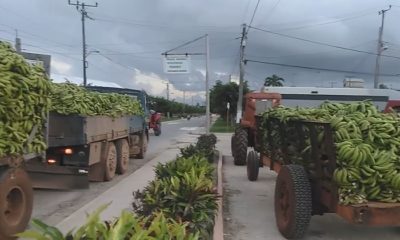 Camiones de plátano decomisado