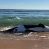 Varamientos de orcas ballenas en Florida
