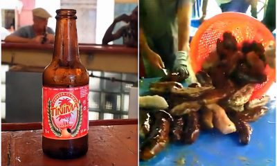 Anuncian inversiones extranjeras para reactivar la cervecería Tínima y la producción de pepino de mar