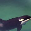 Orca Lolita será liberada del acuario de Miami