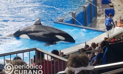 Orcas famosas del mundo Willy Keiko Lolita Shamu Tilikum (1)