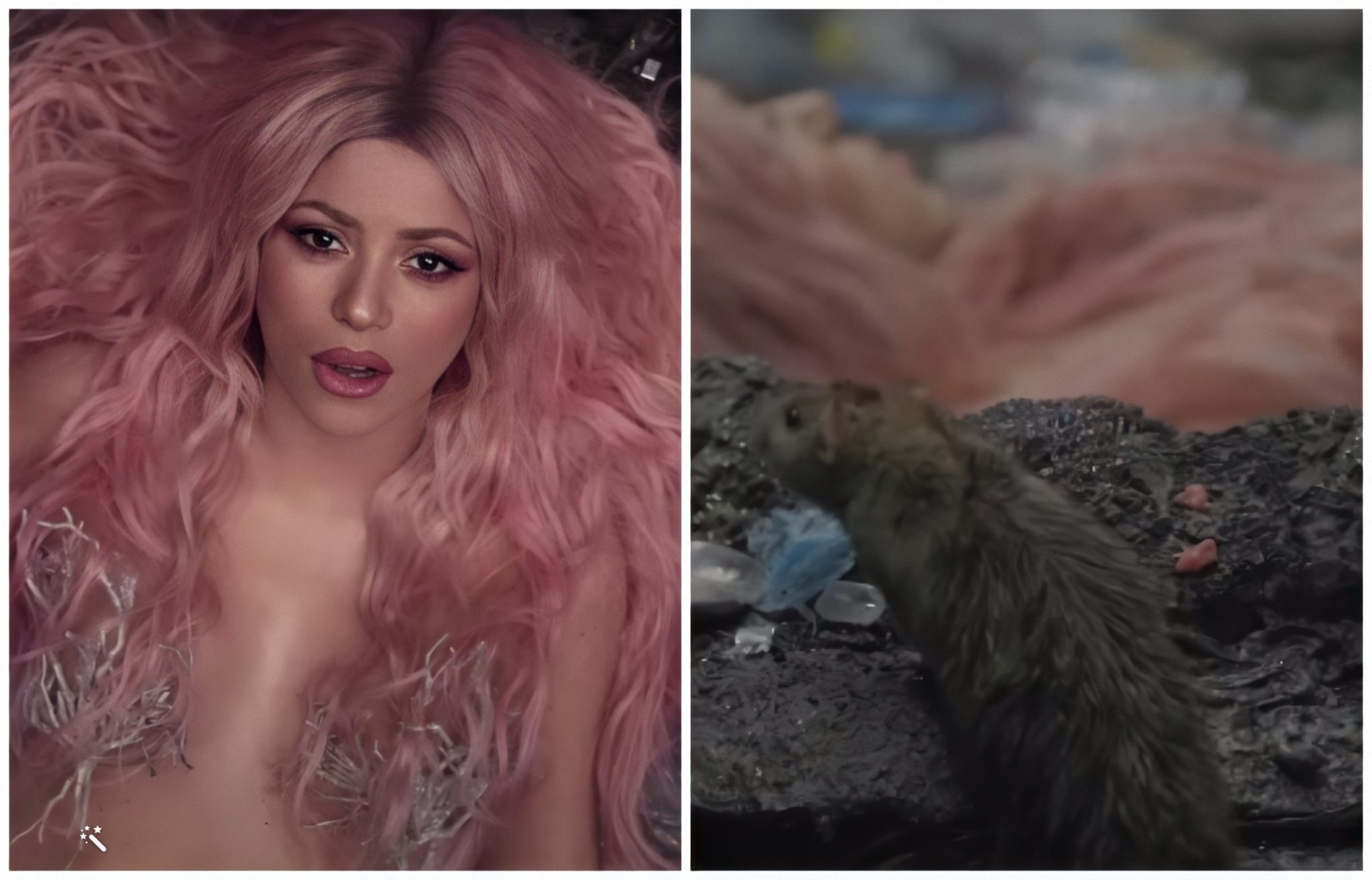 Shakira se encuentra con un animal inesperado en el set de grabación ¡Esta  fue su reacción!