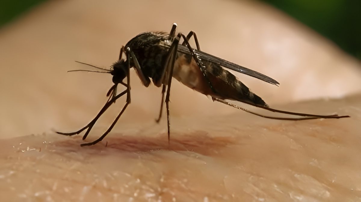 En Florida se registran casos de dengue importados desde Cuba