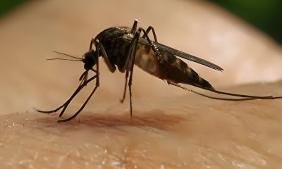 En Florida se registran casos de dengue importados desde Cuba