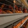Cuba importará 40 millones de huevos anuales desde Colombia