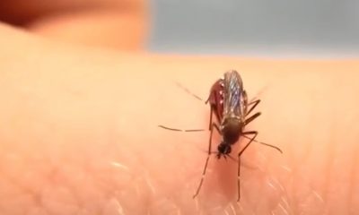 Los CDC emiten alerta sanitaria por aumento de dengue en Estados Unidos (1)