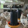 Sacrifican a 54.000 gallinas ponedoras en Holguín por escasez de pienso