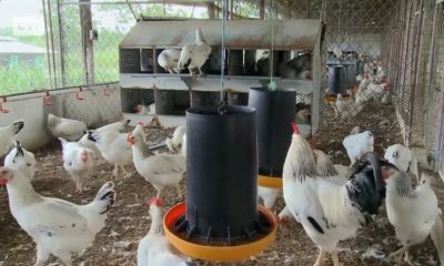 Sacrifican a 54.000 gallinas ponedoras en Holguín por escasez de pienso