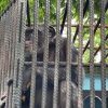 Uno de los chimpancés más longevos de Cuba vive en el zoológico de Sancti Spíritus (2)