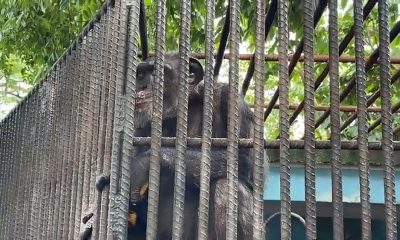 Uno de los chimpancés más longevos de Cuba vive en el zoológico de Sancti Spíritus (2)