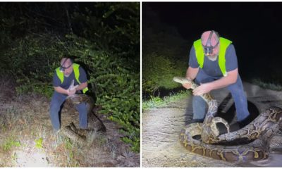 Video viral Cazador de serpientes atrapa una pitón de 17 pies en Florida